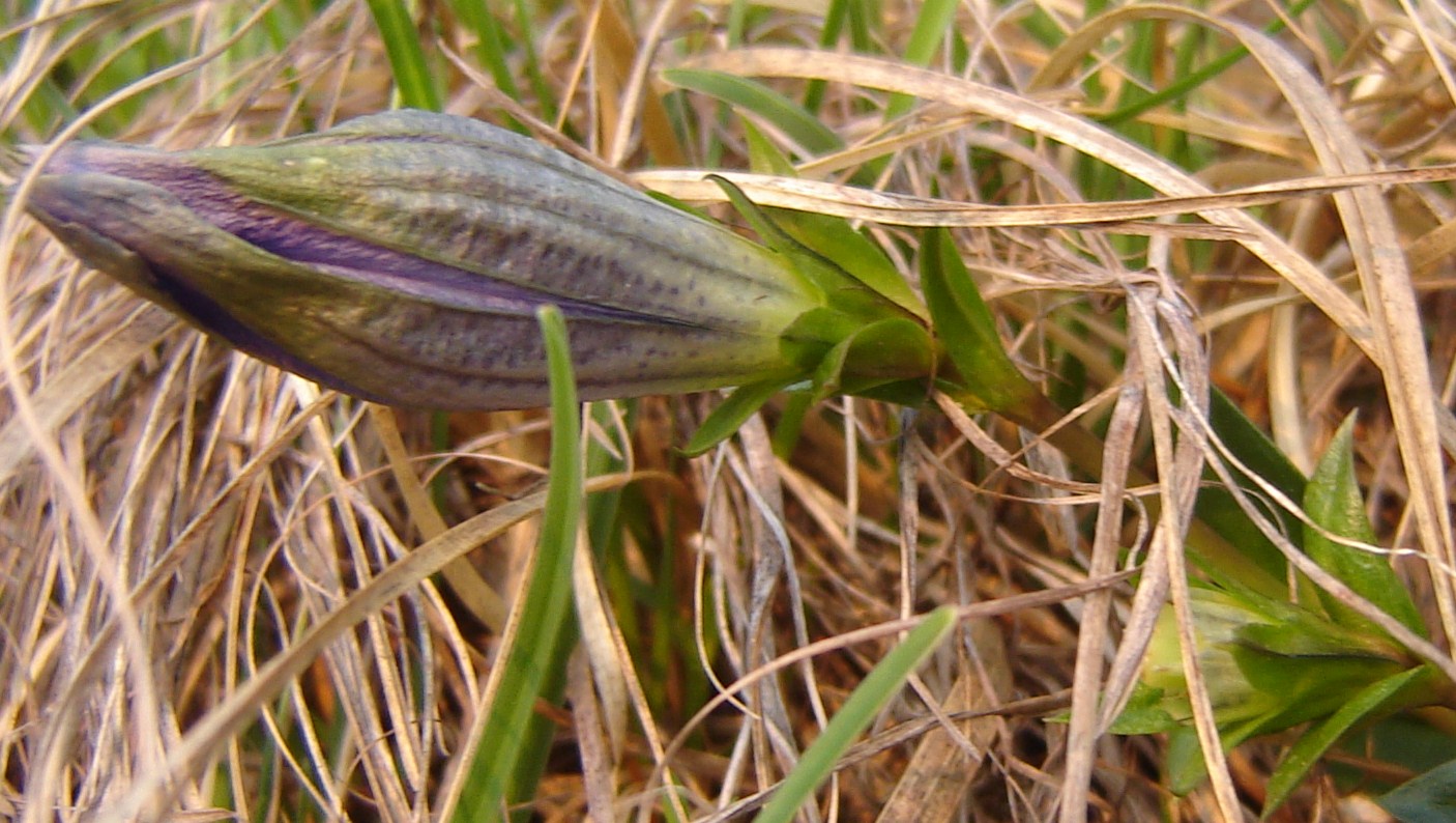 Gentiana acaulis